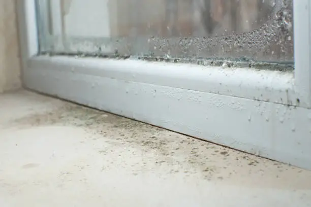 Mold remediation in South Bend, Indiana