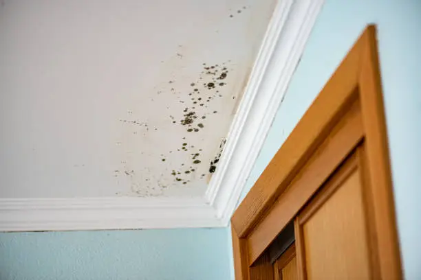 Mold removal importance for properties in South Bend, Indiana