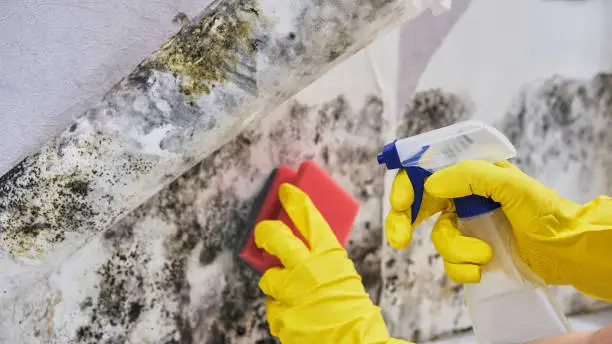 Importance of mold removal for properties in LaPorte, IN
