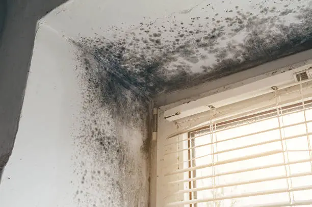 Importance of mold removal for properties in Granger, IN