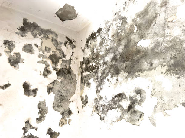Importance of mold removal for properties in Plymouth, IN